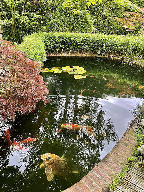 锦鲤池与大型锦鲤鱼喂养和游泳在过滤水，景观禅宗日本花园与枫树/槭树，灯笼，竹子和砖边缘池塘的水特征